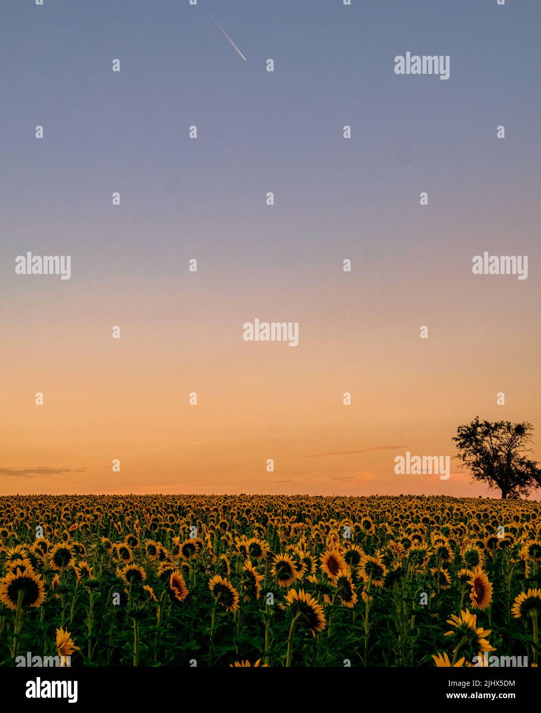 Campo di girasole nel periodo dell'ora d'oro con luce solare a fine luglio e grande luce solare nei pressi di Francoforte, Germania. Paesaggio paesaggistico bellezza in Germania Foto Stock