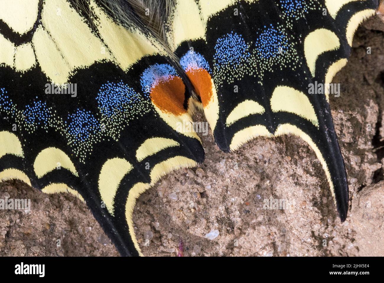 Primo piano della coda di una farfalla di coda di rondine (Papilio machaon), Norfolk, Inghilterra Foto Stock
