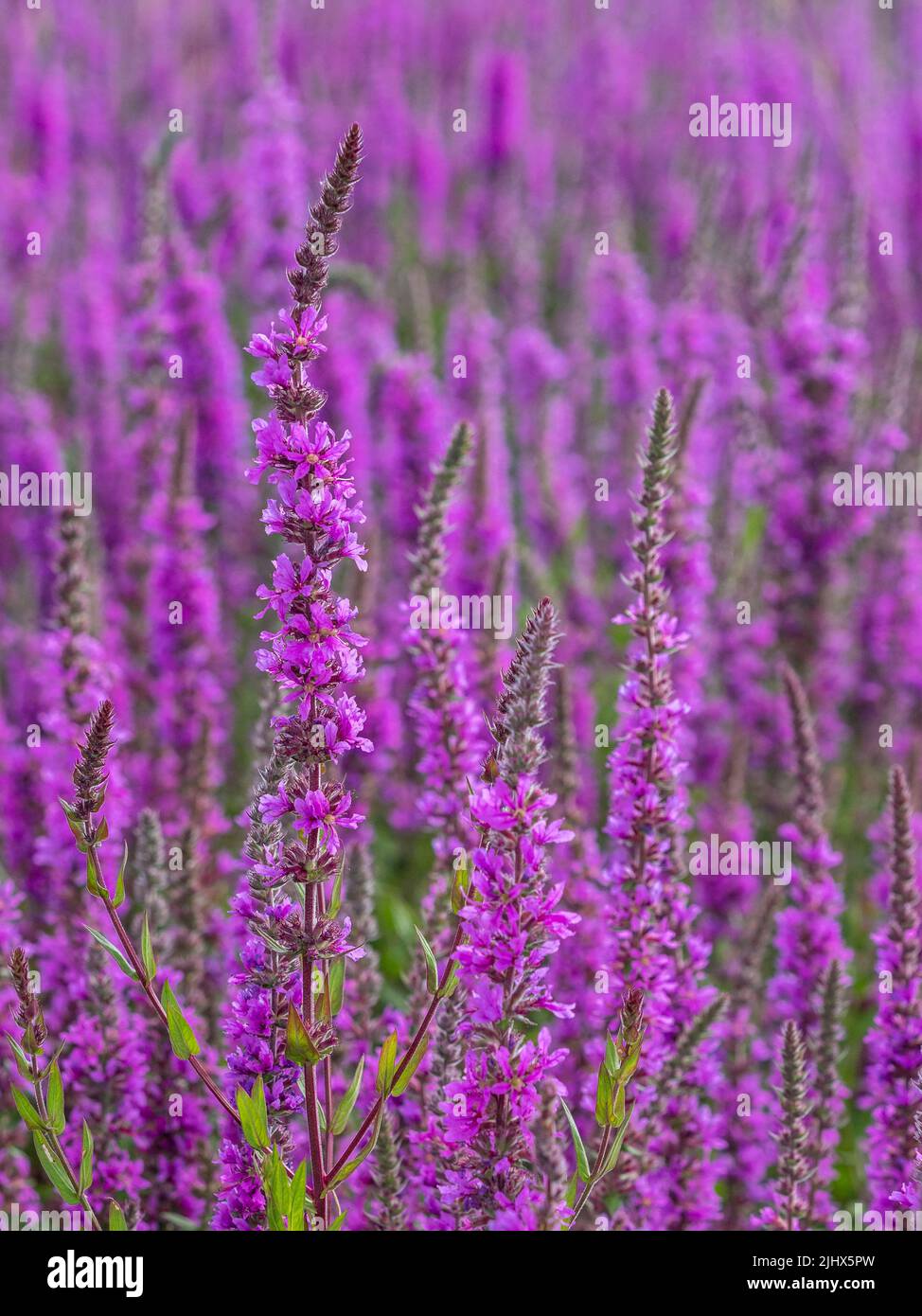 Denso stand di Purple Looserife (Lythrum salicaria), Ouse washes, Cambridgeshire Foto Stock
