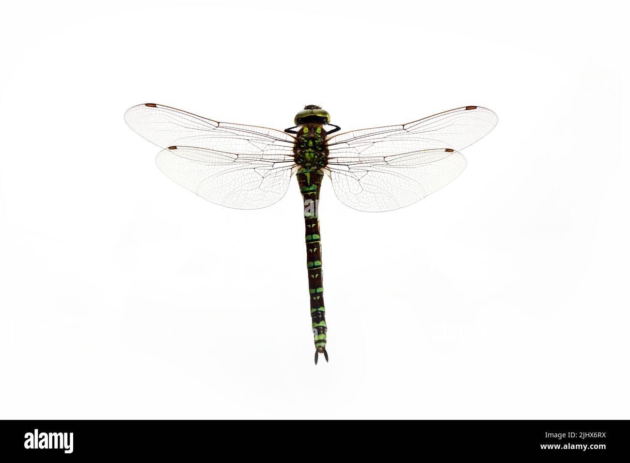 Verde Snaketail libellula su sfondo bianco. Foto Stock