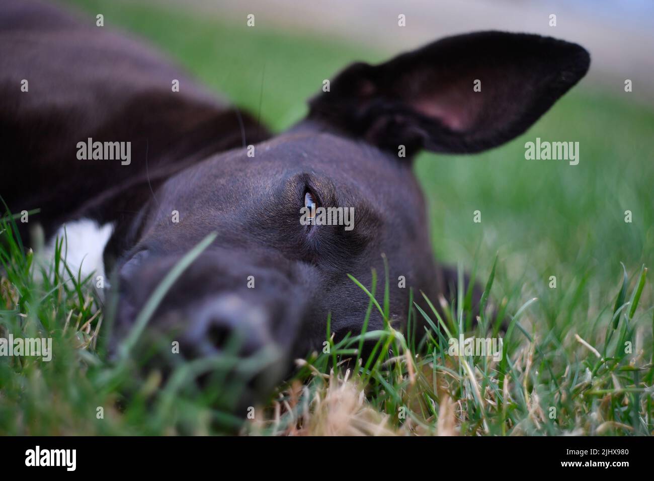 Fekete kutya fekszik a fűben Foto Stock