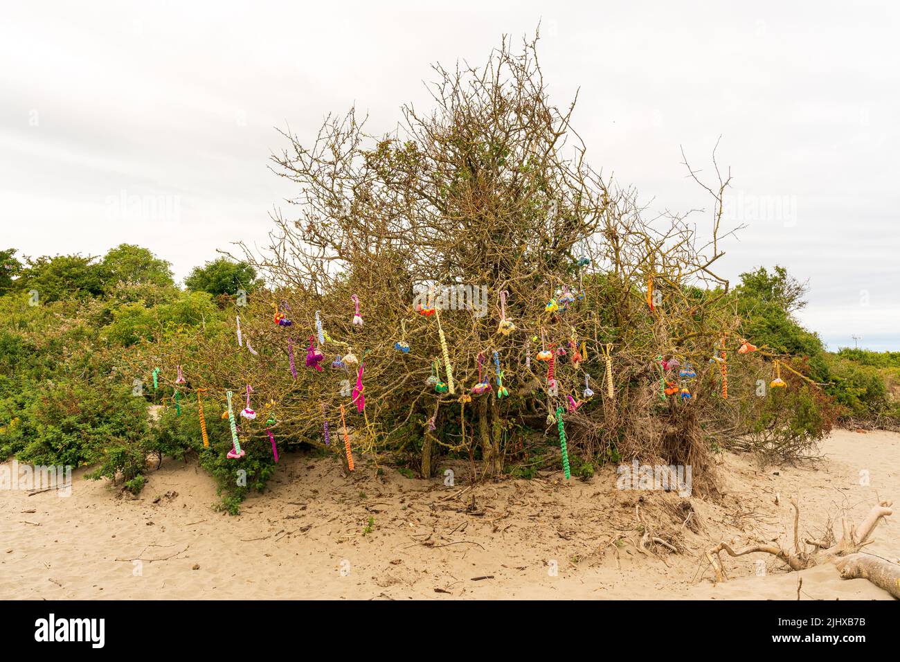 Arte decorativa della spiaggia creata da artigiani fatti a mano e appesi in alberi naturali sulla spiaggia Foto Stock