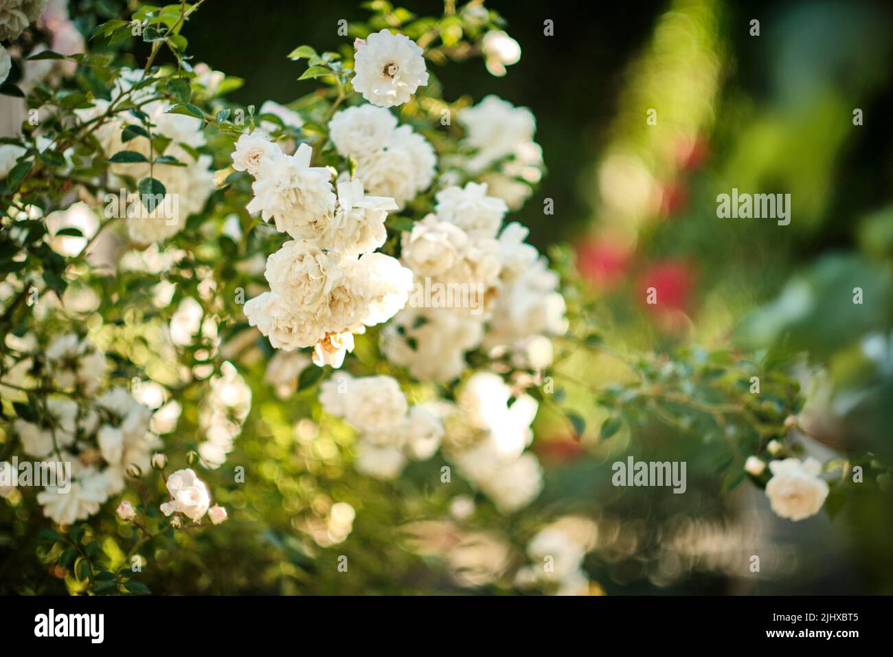 29 giugno 2022, bassa Sassonia, Brunswick: Piccole rose bianche fioriscono in un giardino. Foto: Stefan Jaitner/dpa Foto Stock