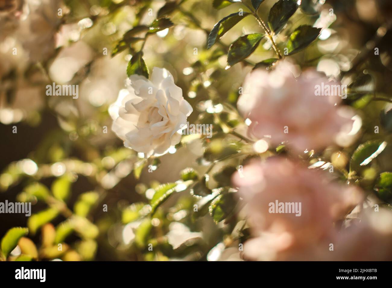 29 giugno 2022, bassa Sassonia, Brunswick: Piccole rose bianche fioriscono in un giardino. Foto: Stefan Jaitner/dpa Foto Stock