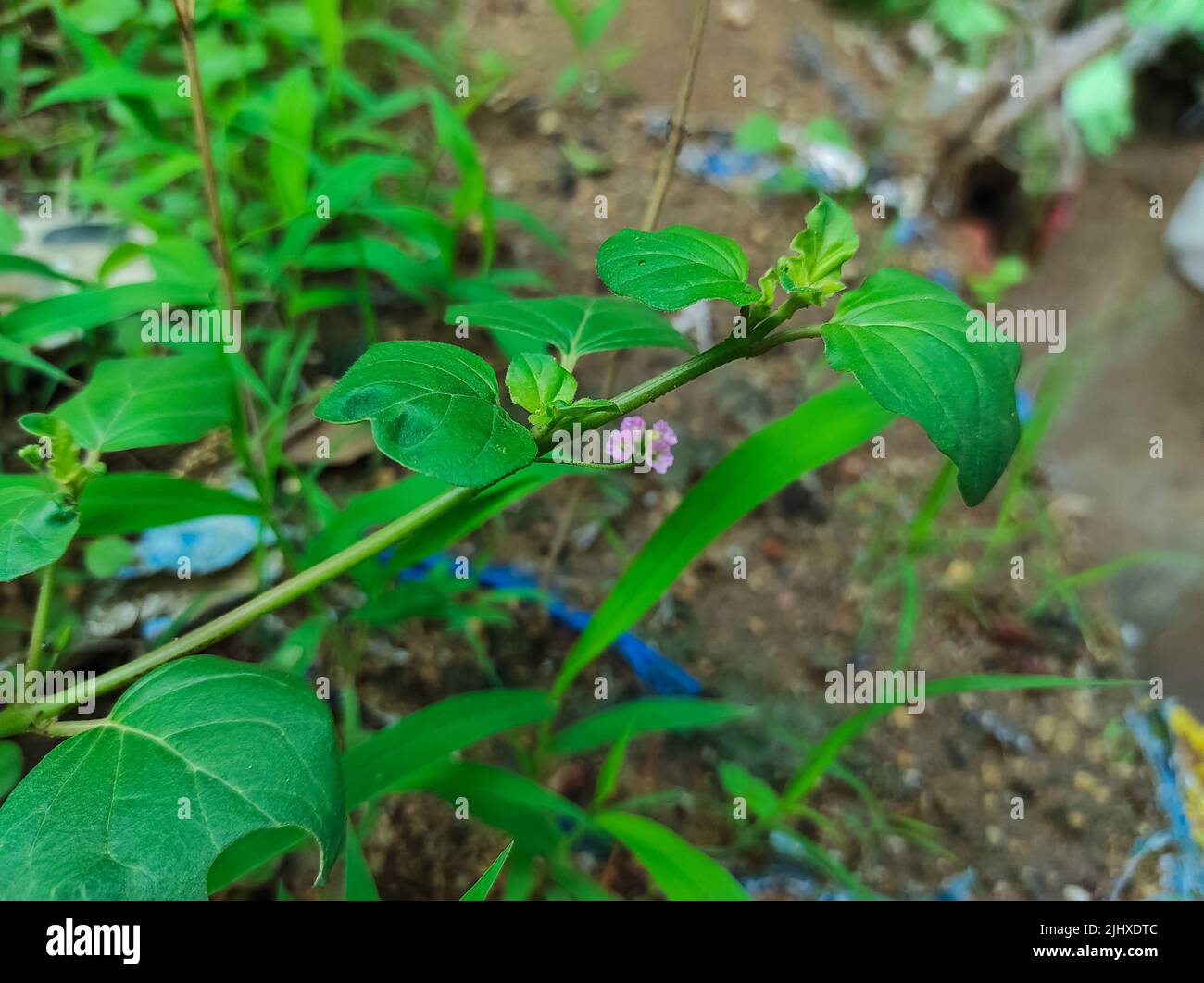 Un bel colpo di Punarnava Flower Ayurvedic Medicine Plant Foto Stock