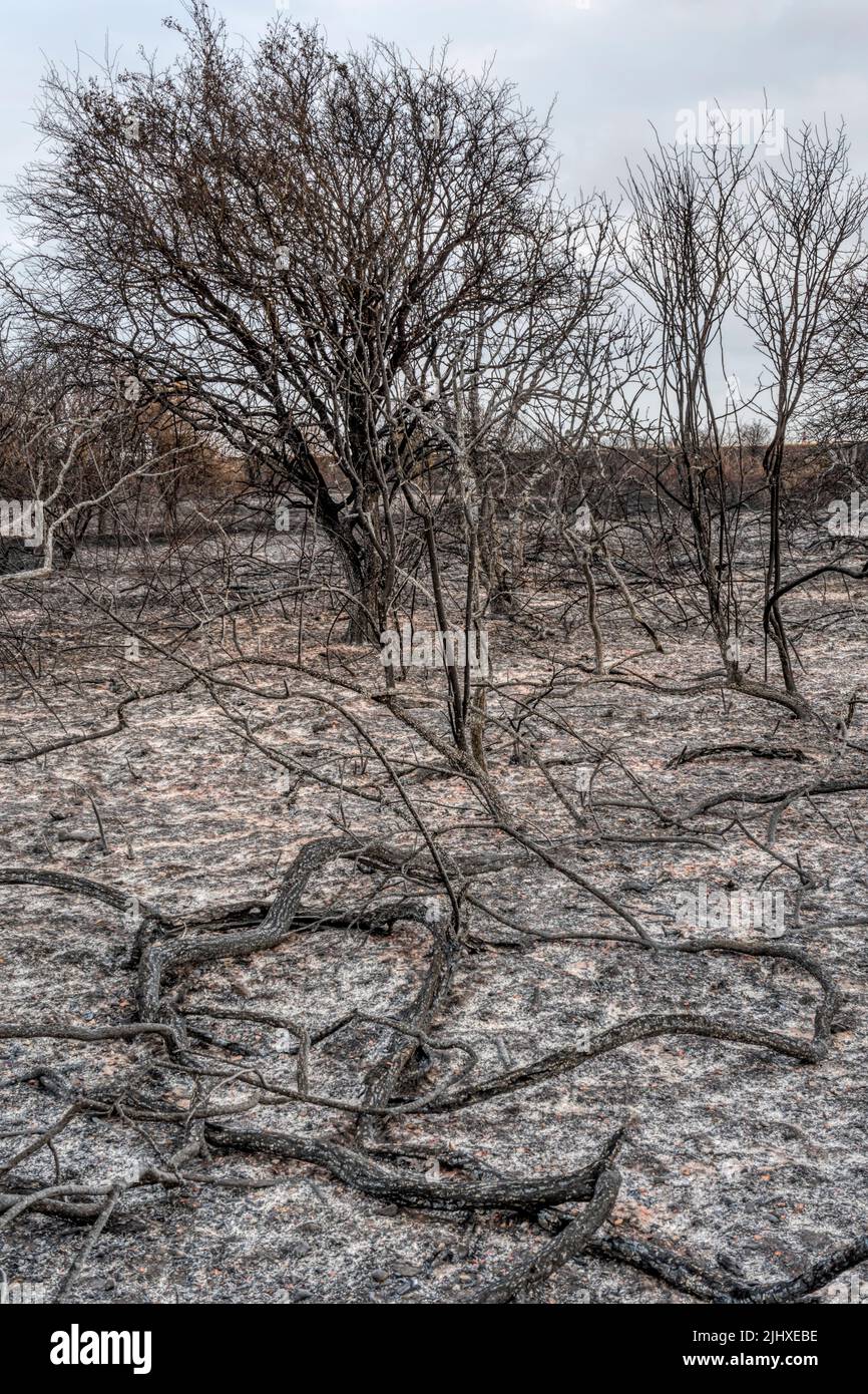 Brughiera distrutta nel fuoco di Snettisham Country Park sulla riva orientale del lavaggio, durante l'ondata di caldo del luglio 2022. Foto Stock