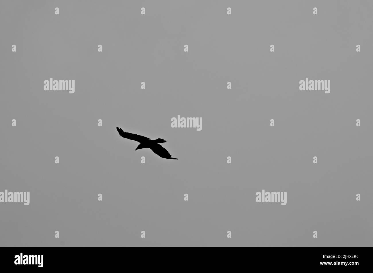 La silhouette nera di un corvo volante contro il cielo grigio Foto Stock