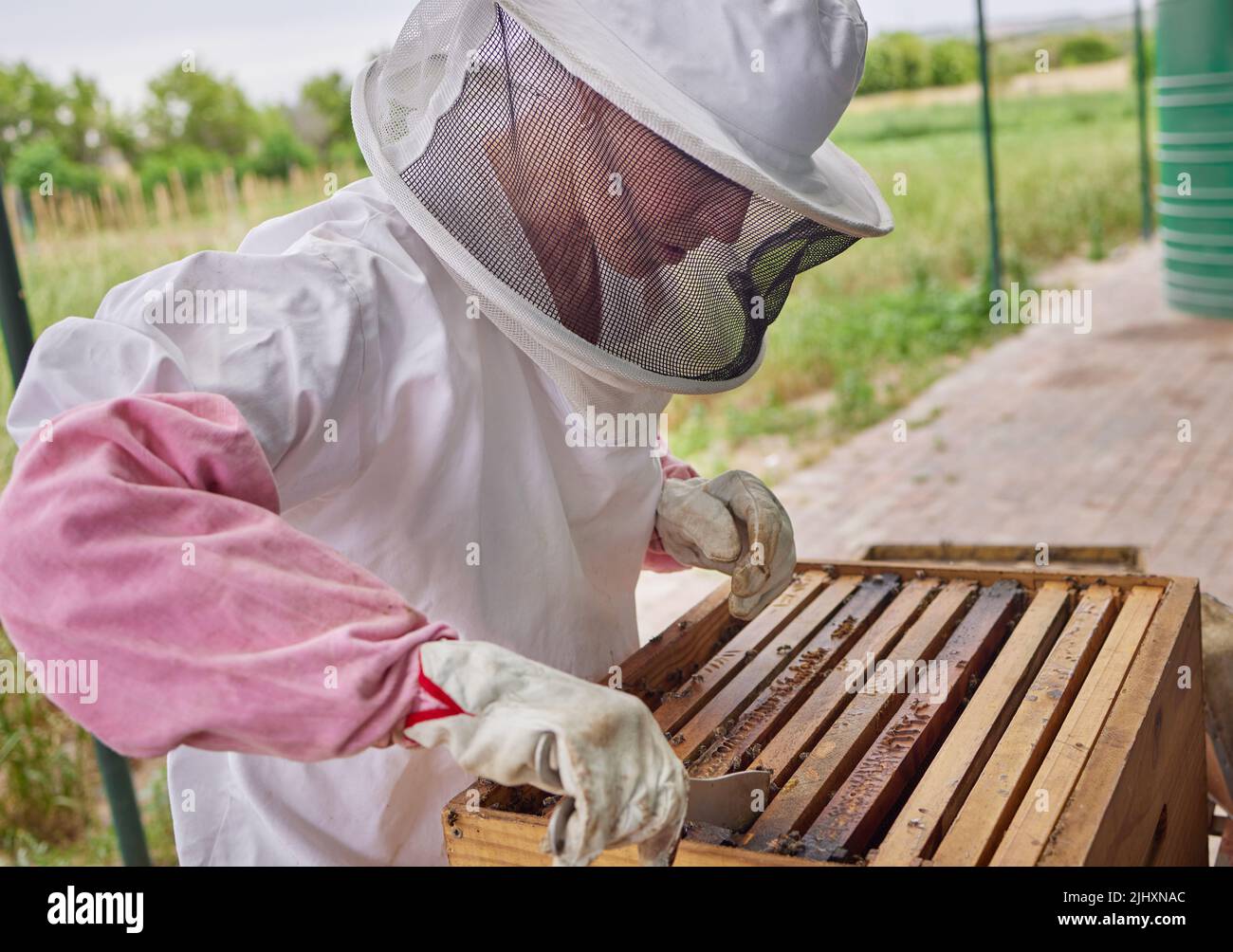 Possedere una colonia è una responsabilità enorme: Un apicoltore che apre una cornice di alveare in una fattoria. Foto Stock