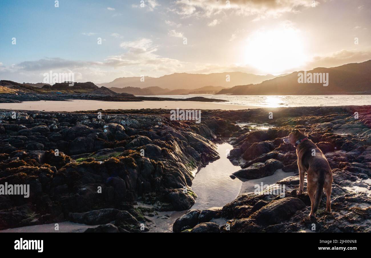 Paesaggio scozzese: Cane che si gode una passeggiata sulla spiaggia di Bourblach vicino a Morar al sole mattutino, Scozia Foto Stock