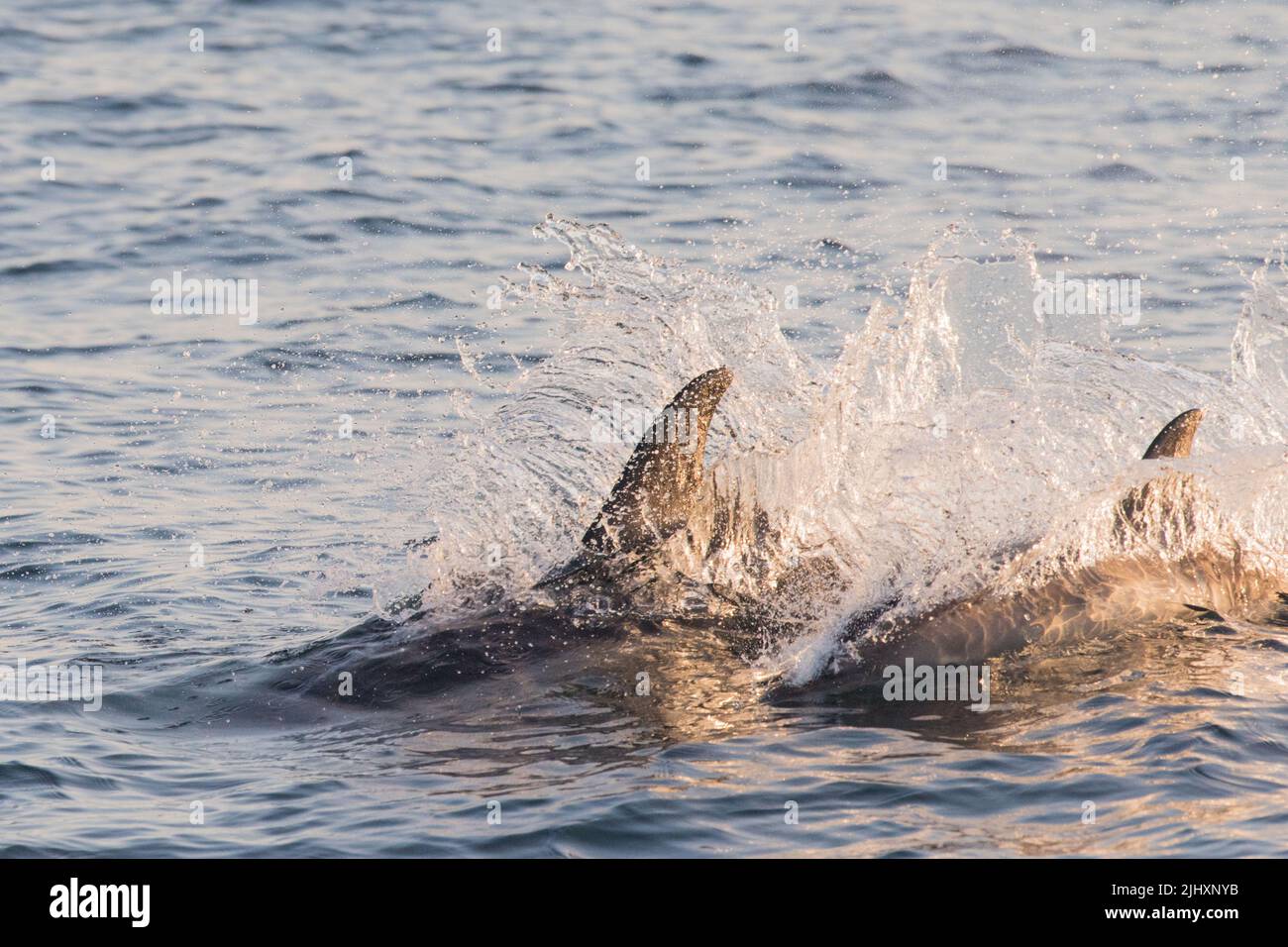 Due delfini comuni, Pembrokeshire, Galles, Regno Unito Foto Stock