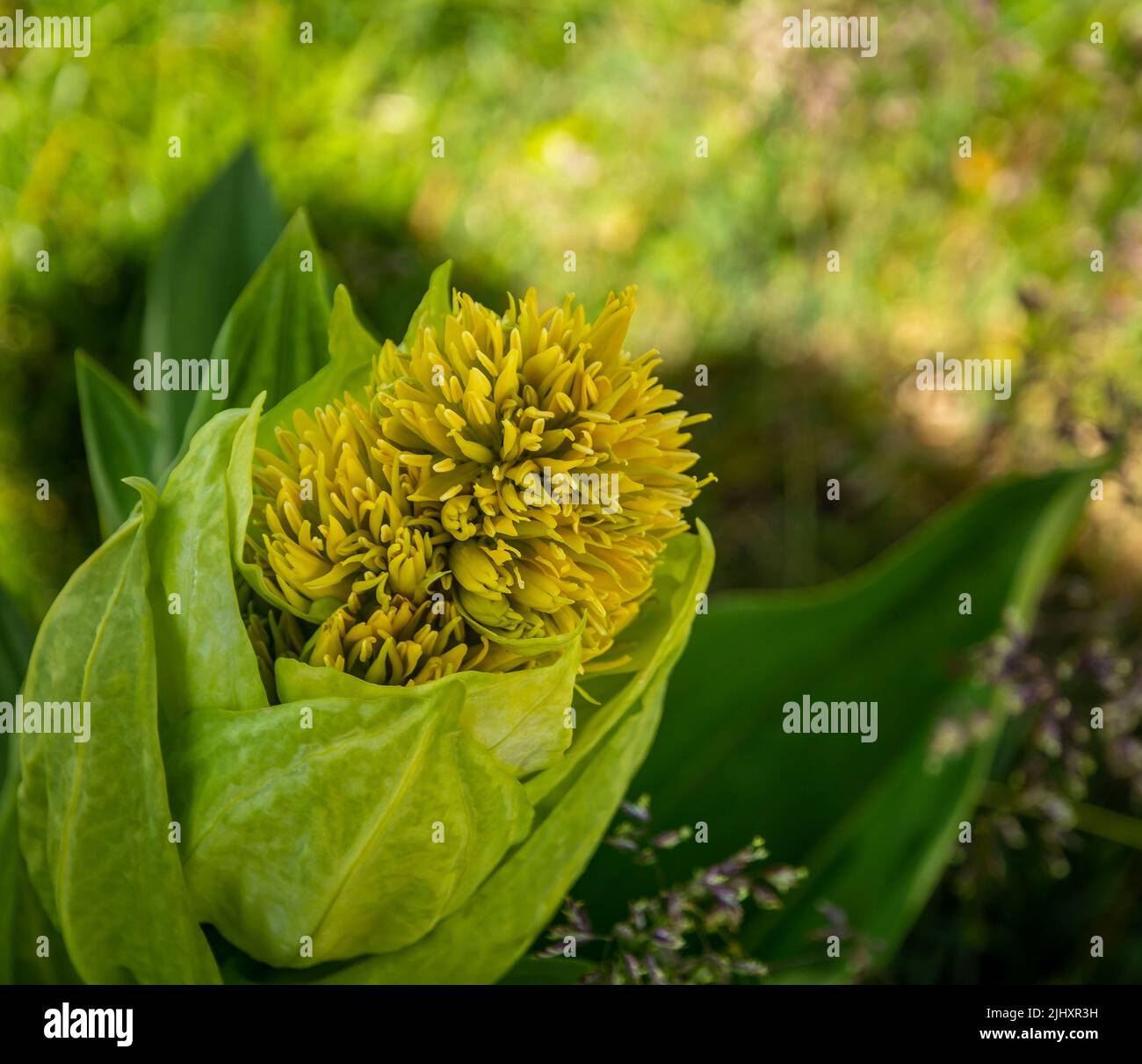Gentiana lutea.(fiore di montagna. Le Dolomiti. Alpi Italiane. Europa. Cresce in pascoli erbosi alpini e sub-alpini, solitamente su terreni calcarei. Foto Stock