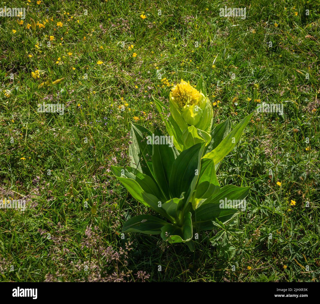 Gentiana lutea.(fiore di montagna. Le Dolomiti. Alpi Italiane. Europa. Cresce in pascoli erbosi alpini e sub-alpini, solitamente su terreni calcarei. Foto Stock