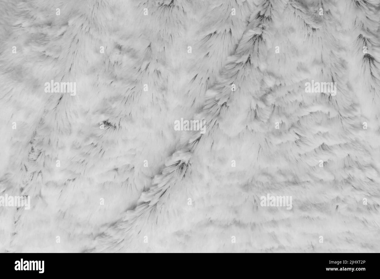 Lana bianca texture pelliccia sfondo motivo caldo astratto morbido materiale soffice animale natura luce pelle. Foto Stock Lana bianca texture pelliccia sfondo motivo caldo astratto morbido materiale soffice animale natura luce pelle. Foto Stock