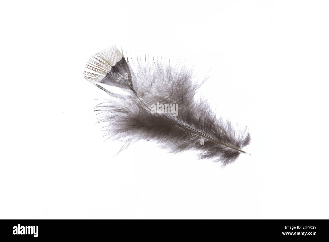 Fuzzy singola eleganza isolato feather fagiano. Primo piano macro. Foto Stock