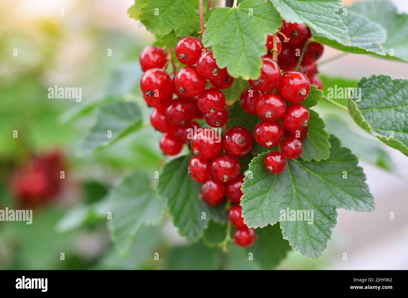 Primo piano di bacche di ribes rosso mature, fuoco selettivo. Concetto di coltivazione del proprio cibo biologico. Foto Stock