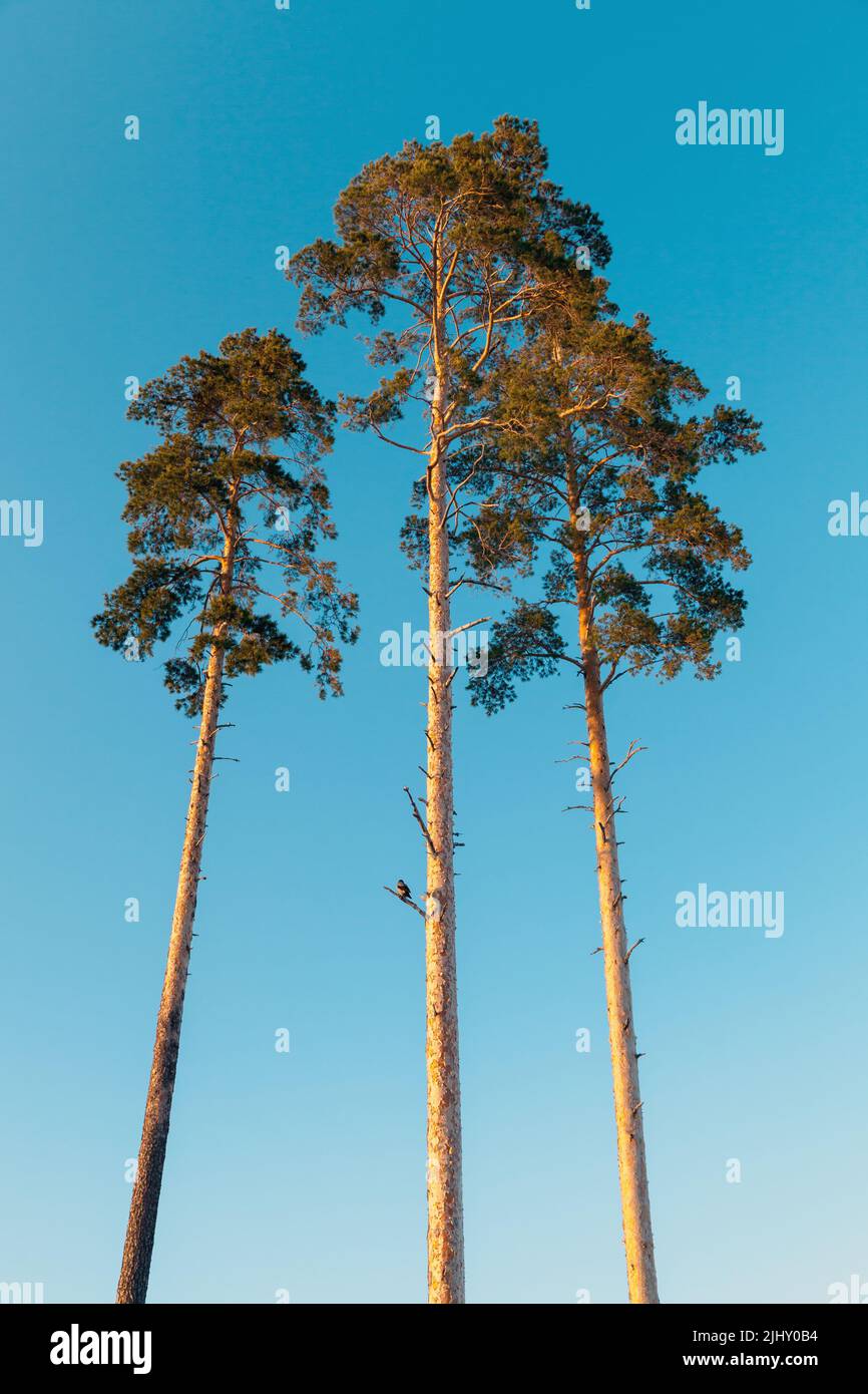 Tre alti pini sono su sfondo cielo blu, foto verticale naturale Foto Stock
