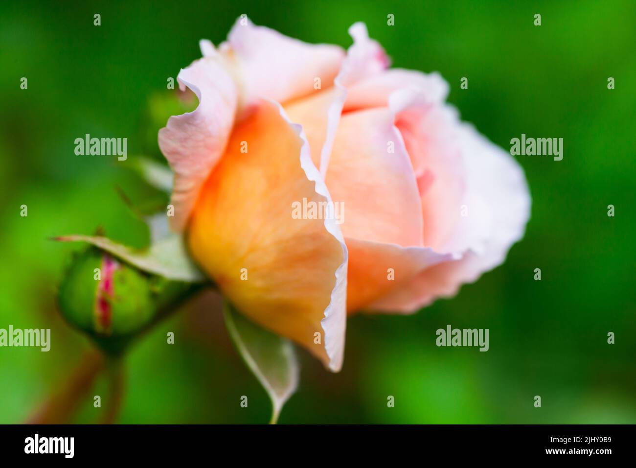 Fiore di rosa giallo su sfondo verde sfocato giardino. Foto ravvicinata con messa a fuoco selettiva morbida Foto Stock