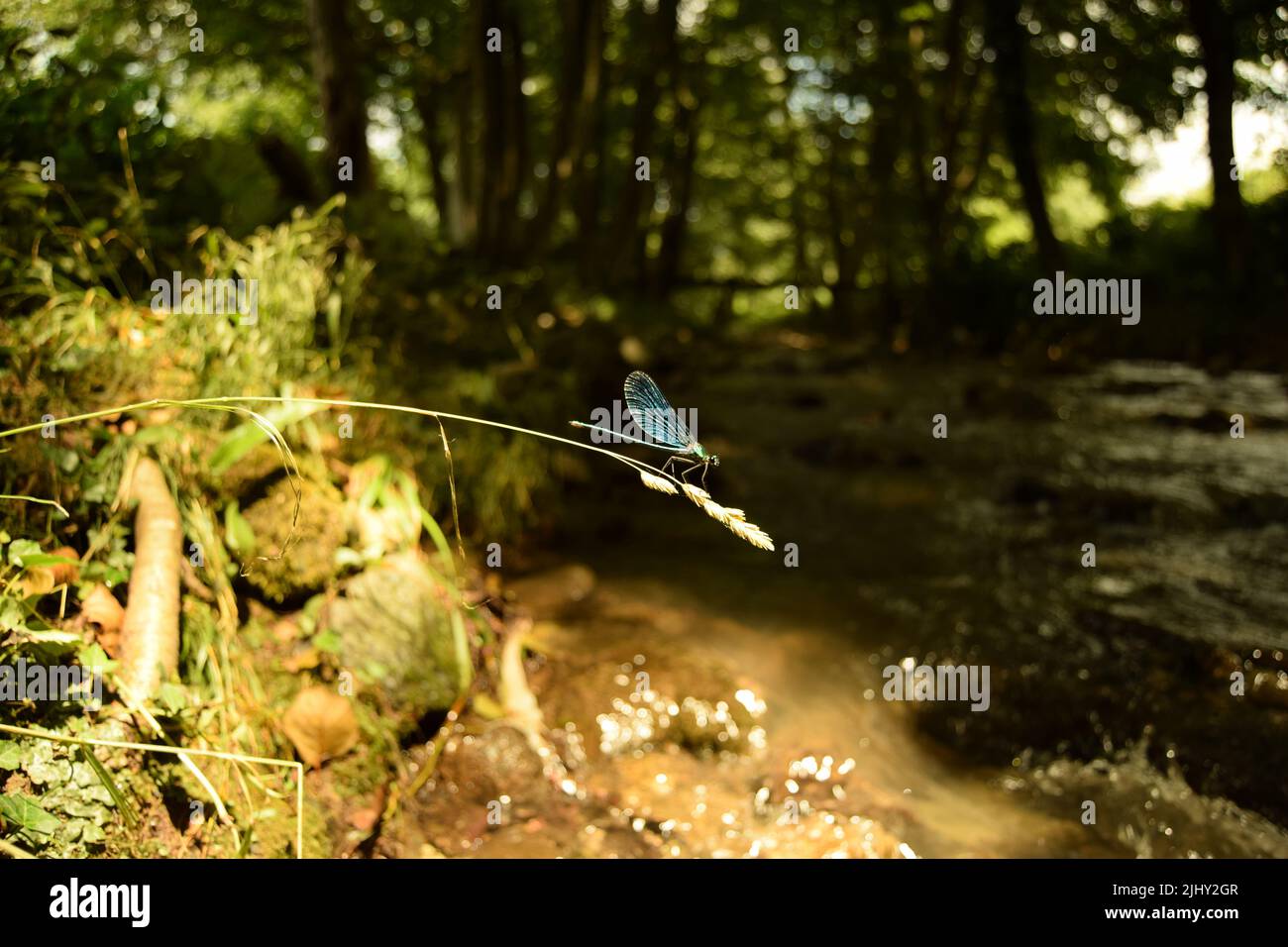 Una libellula blu su un gambo secco di erba con semi, di fronte a uno sfondo bokeh di verde, alberi e un flusso di ruscello in una giornata di sole – closeup Foto Stock