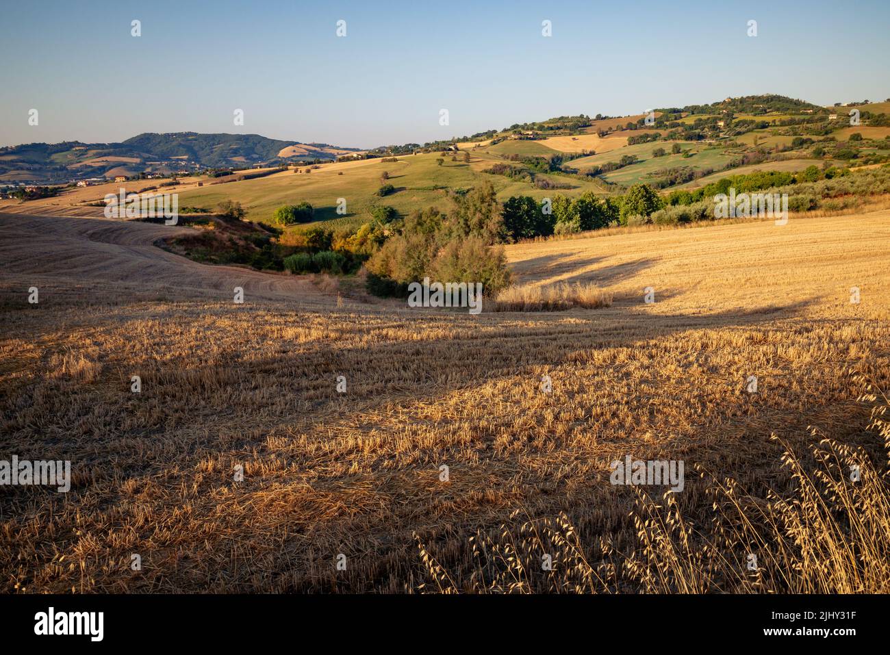Vista dei campi nei pressi di Tavullia in provincia di Pesaro e Urbino nelle Marche, al mattino dopo l'alba Foto Stock