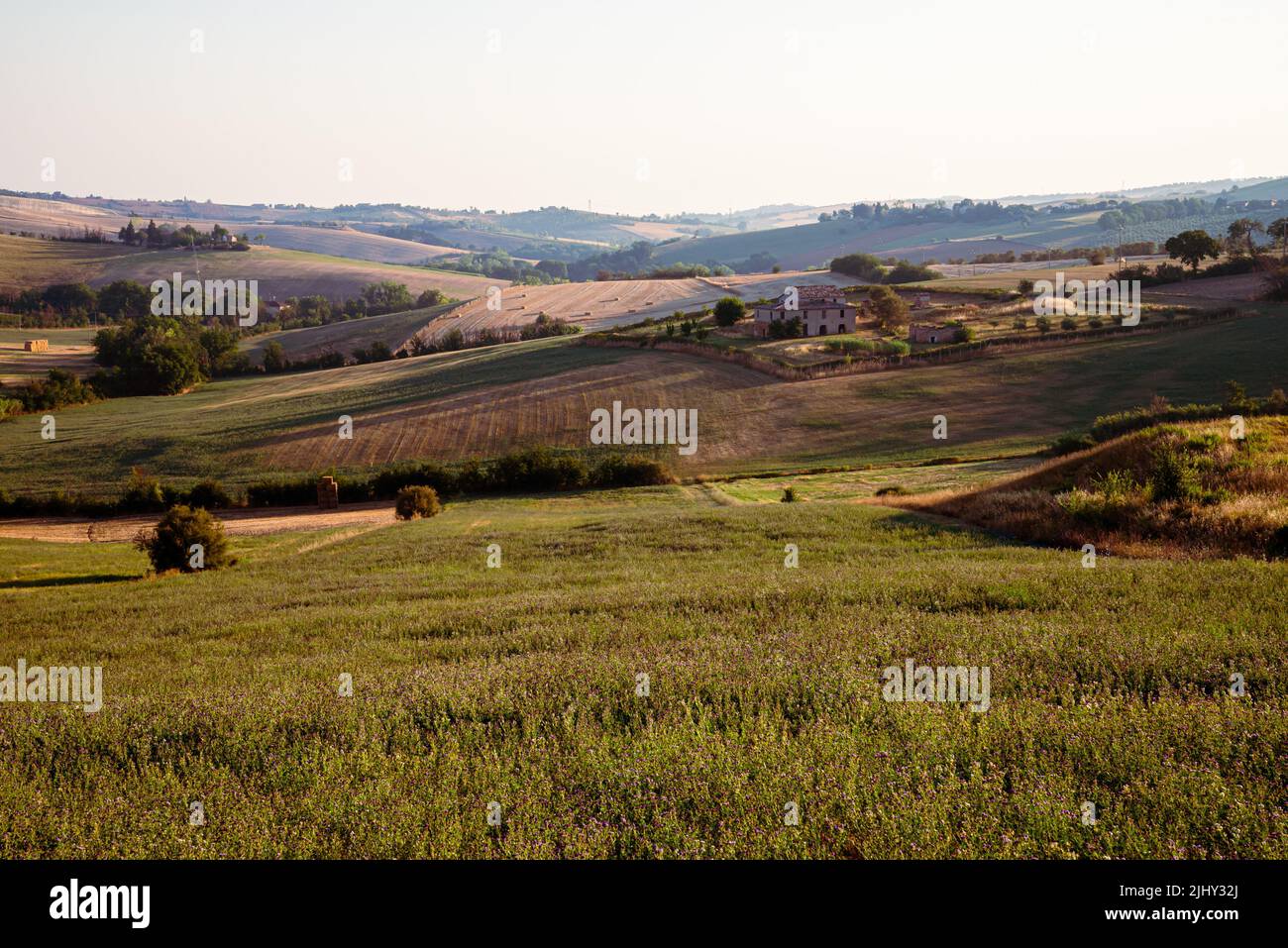 Agriturismo nei campi delle colline tra Pesaro e Tavullia in Italia, al mattino, subito dopo l'alba Foto Stock