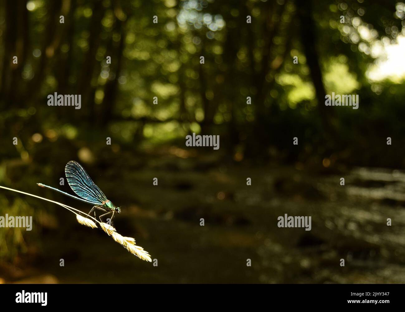 Primo piano di una libellula blu dai colori vivaci, su un fusto secco di erba con semi di fronte ad uno sfondo bokeh di verde, alberi, un ruscello che scorre Foto Stock
