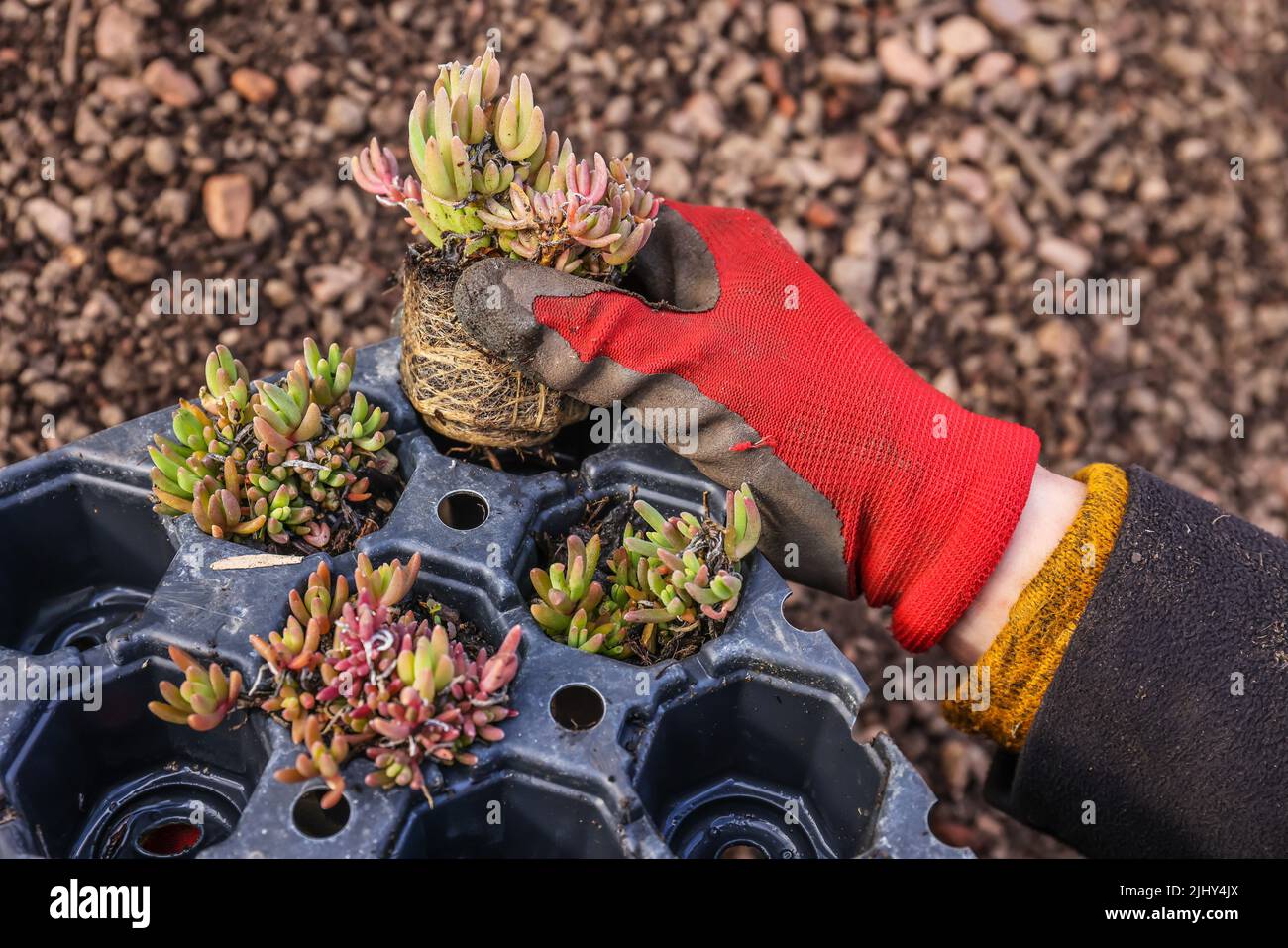 Muelheim an der Ruhr, Renania settentrionale-Vestfalia, Germania - tetto piano con tetto verde. Giardiniere piantando piante di sedum. Ampio tetto verde con basso Foto Stock