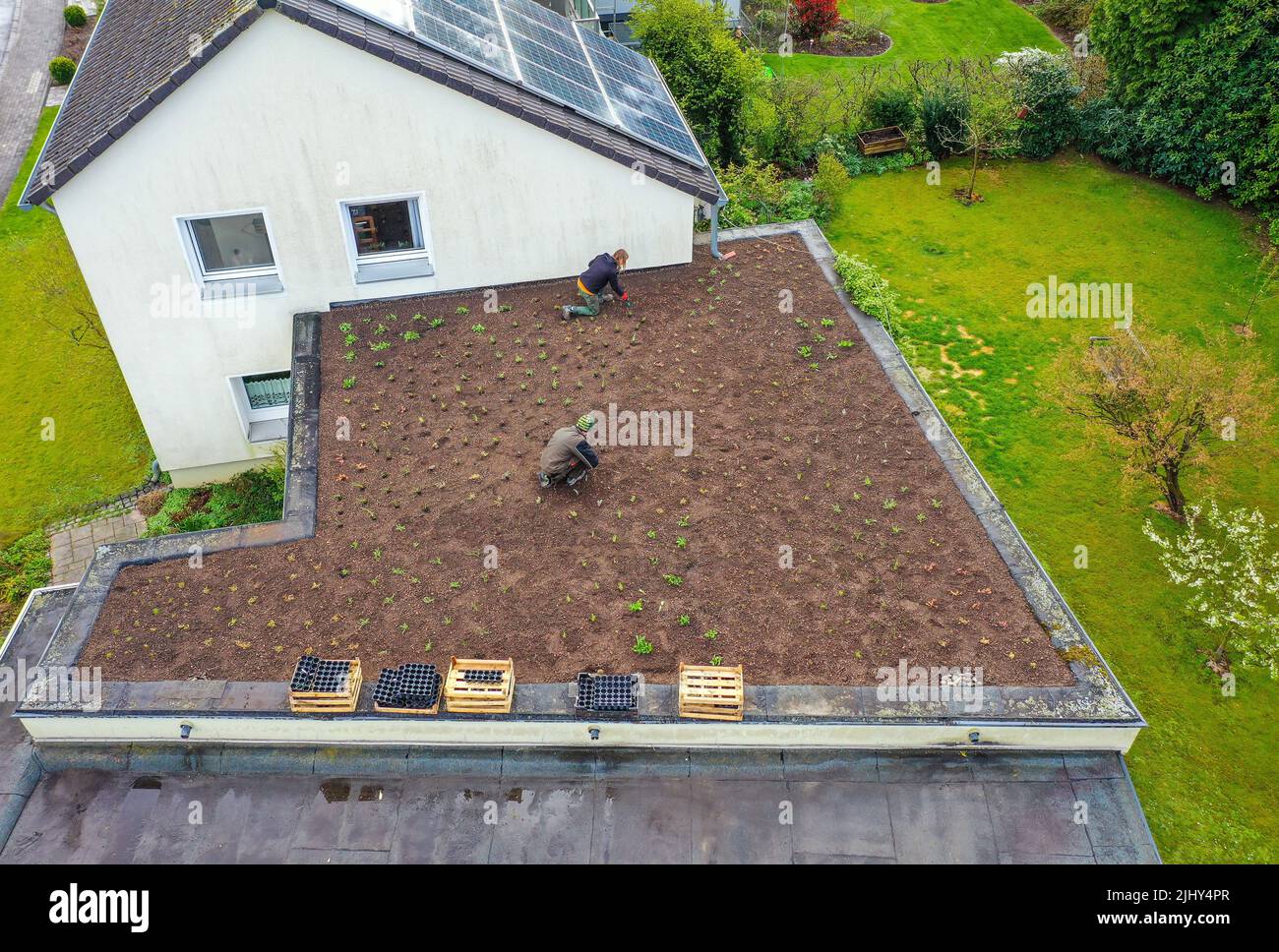Muelheim an der Ruhr, Renania settentrionale-Vestfalia, Germania - tetto piano con tetto verde. I giardinieri piantano un'estesa vegetazione del tetto con piante a bassa crescita Foto Stock