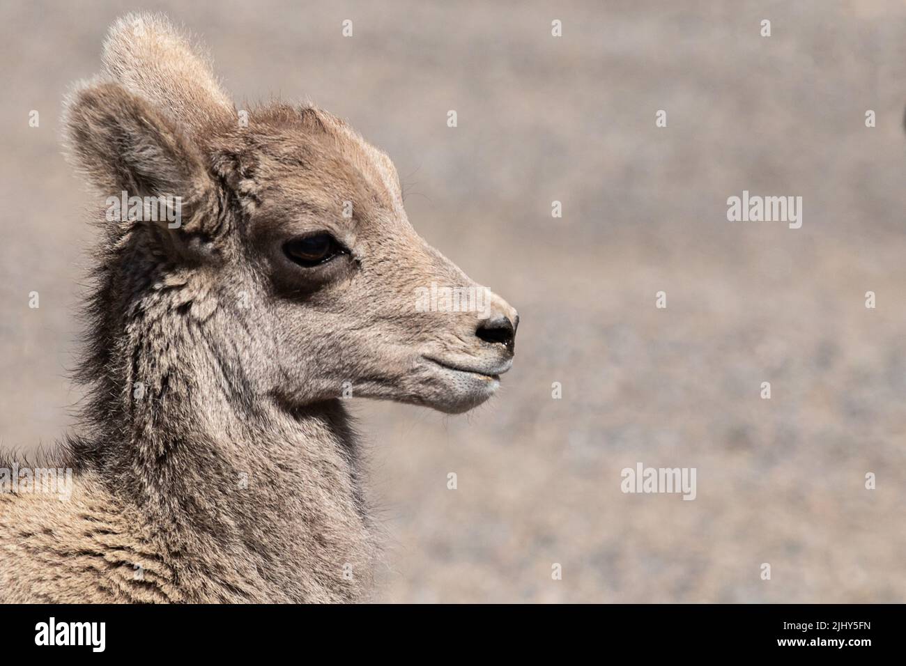 Rocky Mountain bighorn ritratto di agnello Foto Stock