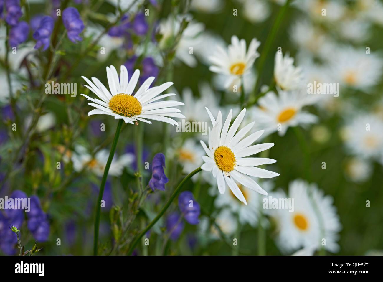 Mazzo di margherite bianche e fiori che crescono in un lussureggiante giardino botanico al sole all'aperto. Vivace fioritura marguerite in primavera. Paesaggio panoramico di Foto Stock