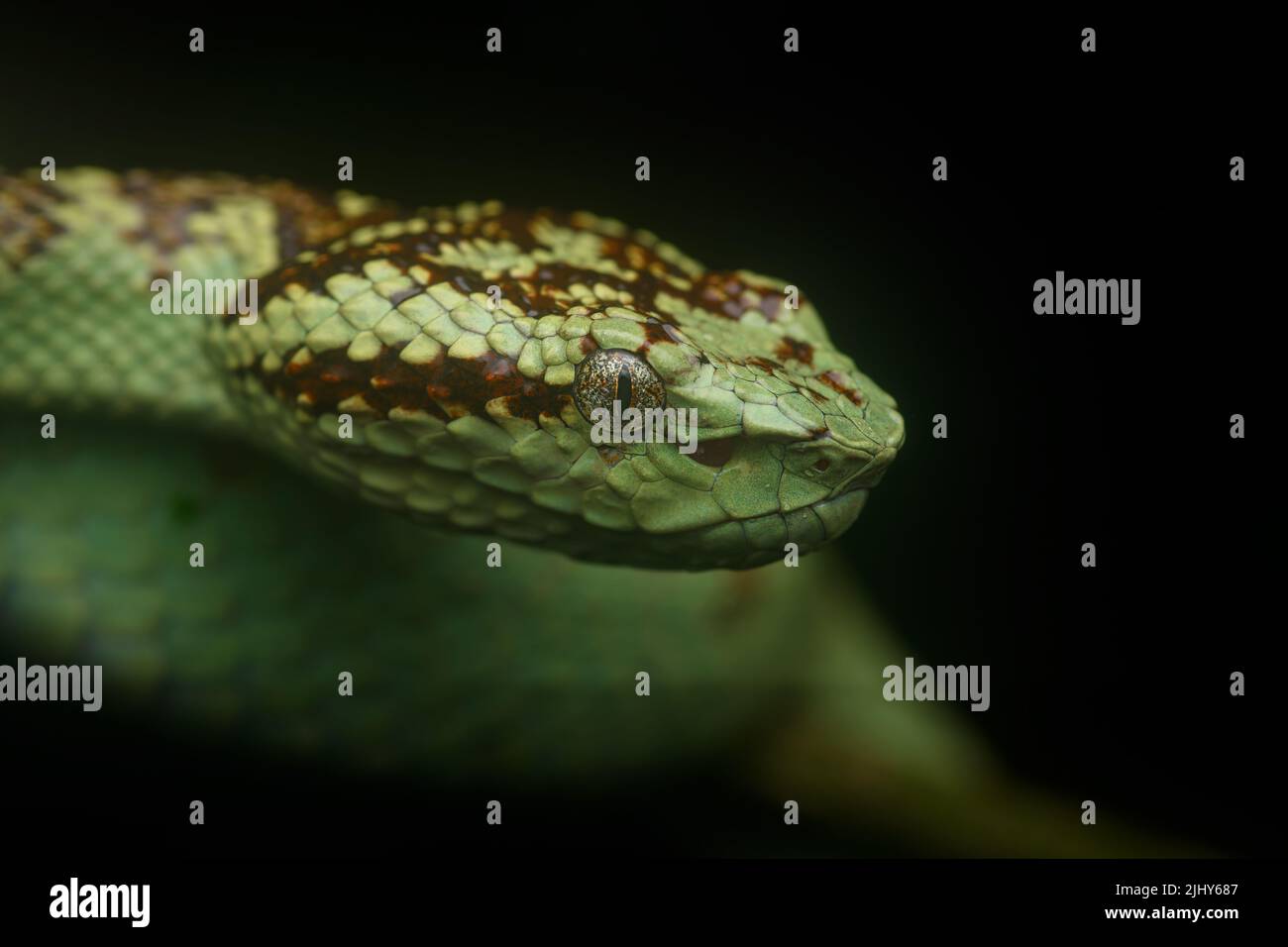 Primo piano ritratto di un vipera malabar da Amboli, Maharashtra, India Foto Stock