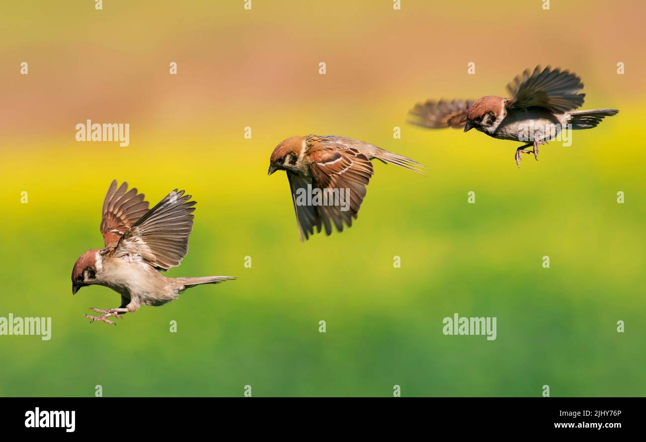 tappe di volo e sbarco di uccelli passeri nel giardino primaverile patta loro ali e con piume Foto Stock