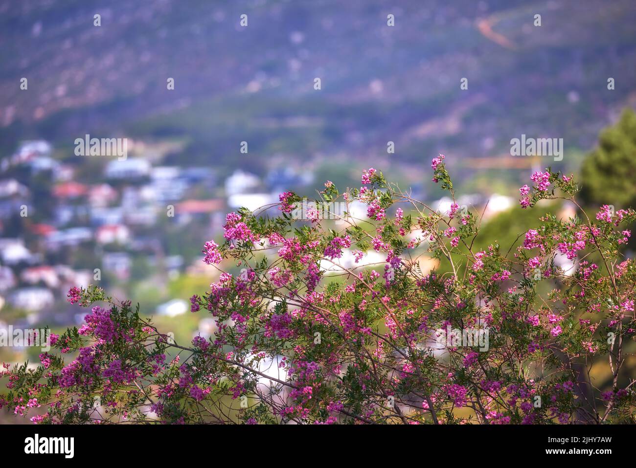 Fiore di paperflower rosa su steli verdi che crescono su un lato della collina contro uno sfondo urbano della città. Primo piano di paesaggio paesaggistico ambiente con boscaglia fine Foto Stock