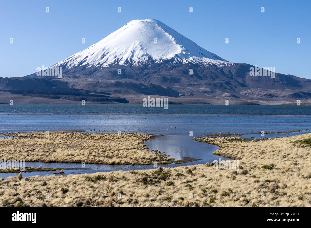 I fenicotteri si nutrono nel lago Chungara di fronte al vulcano Parinacota nel Parco Nazionale della Lauca sull'altiplano in Cile. Foto Stock