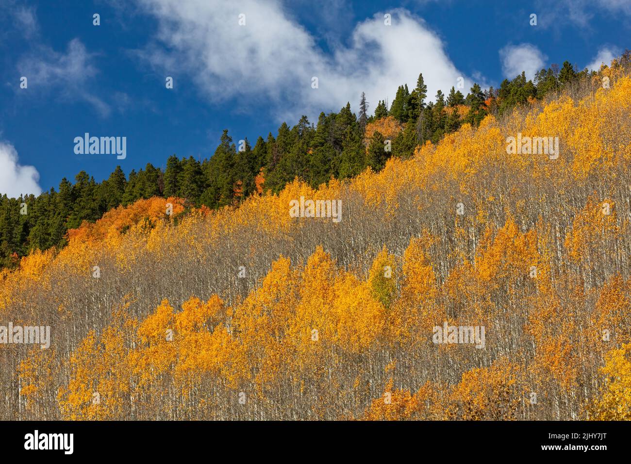 Aspen lungo Monarch Pass in autunno, San Isabel National Forest, Sawatch Range, Colorado Foto Stock