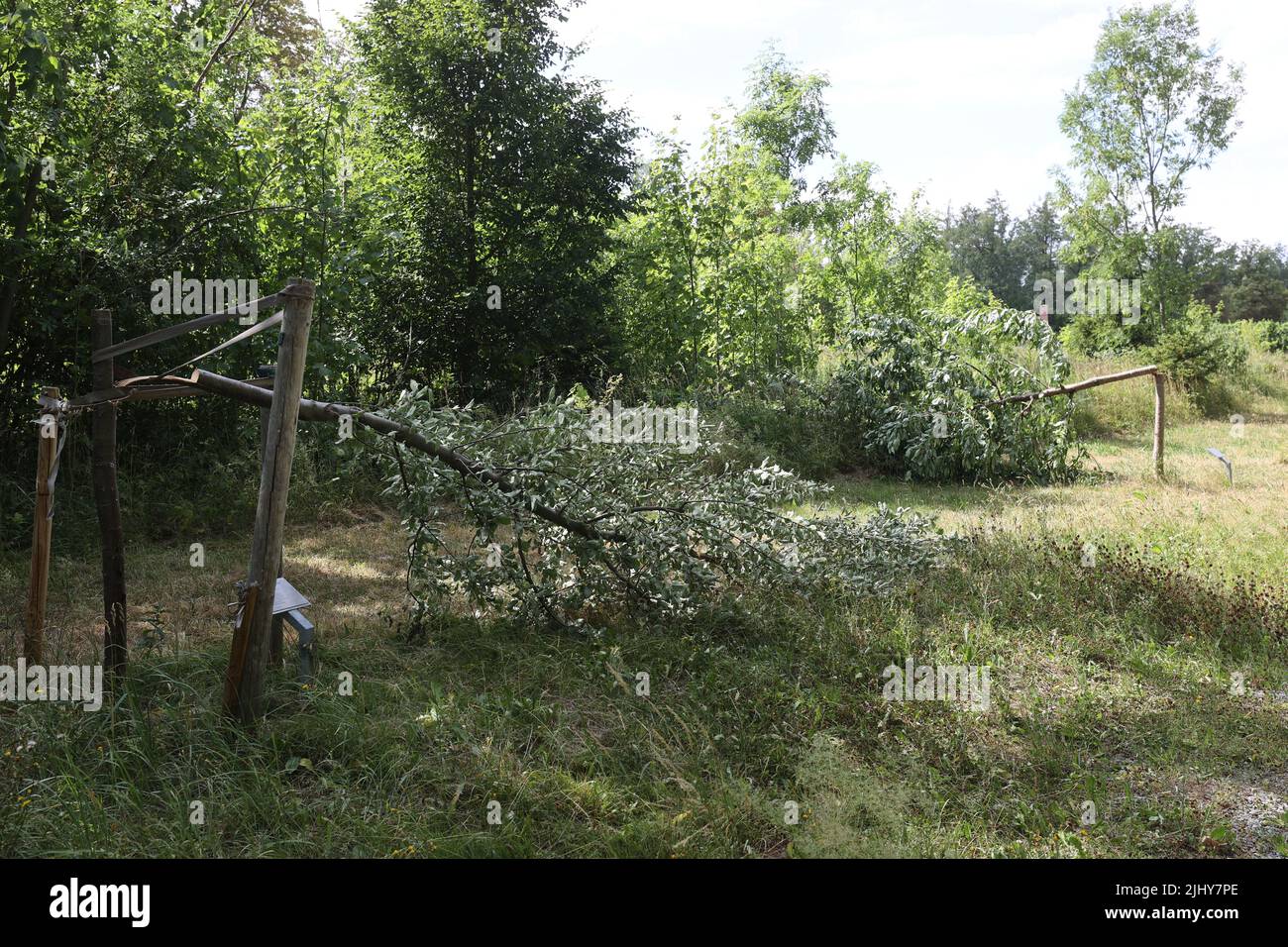 Weimar, Germania. 21st luglio 2022. Due alberi sono stati tagliati vicino al memoriale di Buchenwald. Un totale di sette alberi sono stati tagliati per commemorare le vittime del campo di concentramento nazista vicino a Weimar. Gli alberi erano dedicati ai figli uccisi di Buchenwald e a sei prigionieri chiamati. Credit: Bodo Schackow/dpa/Alamy Live News Foto Stock