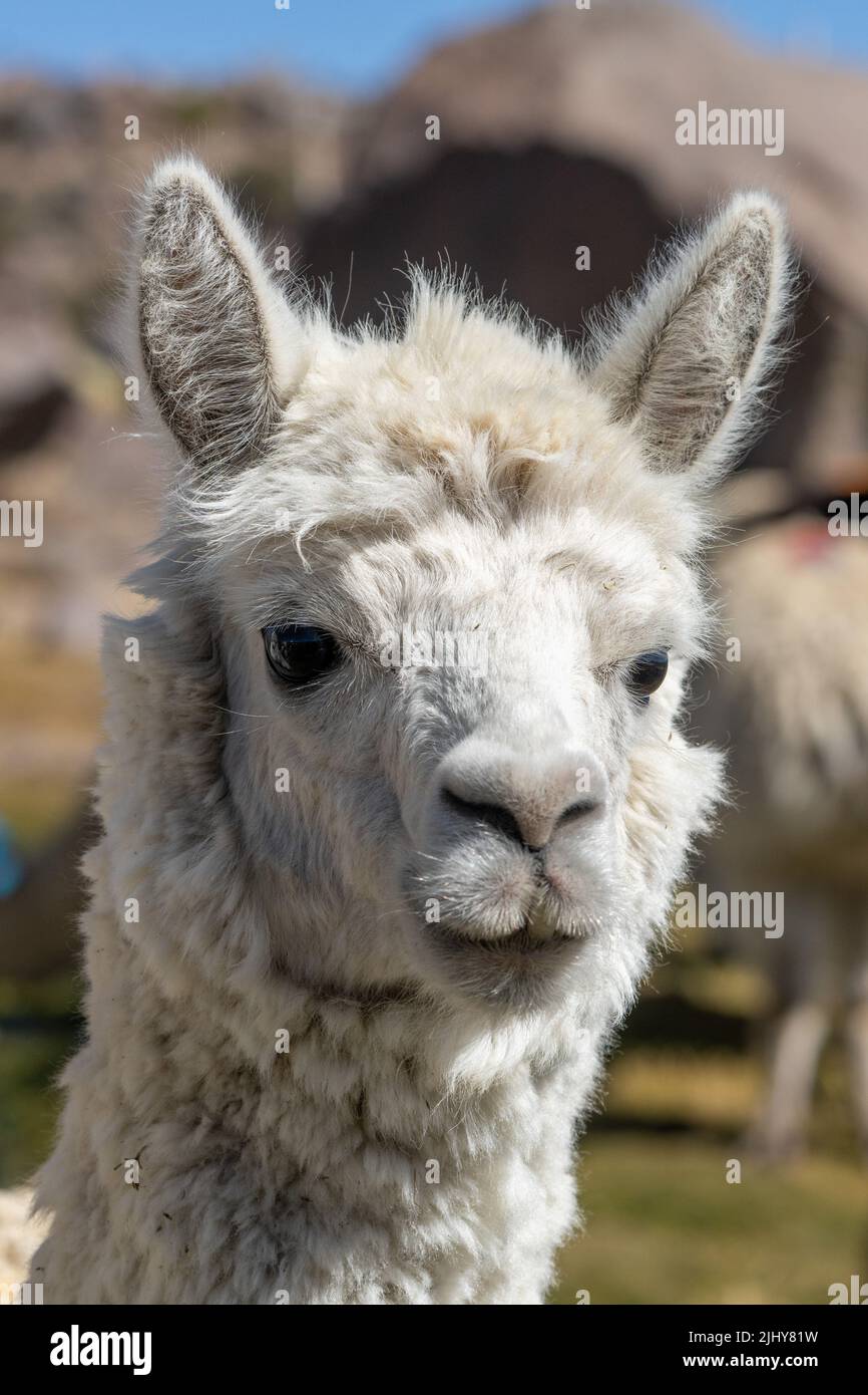 Ritratto di un lama nazionale, lama glama, nel Parco Nazionale Lauca, Cile. Foto Stock