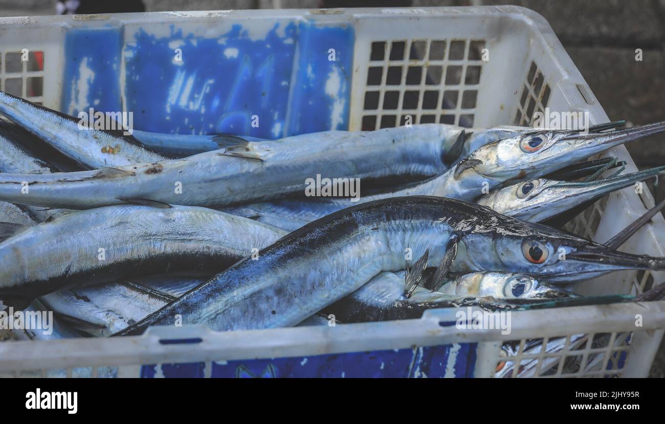 Cintura di pesce immagini e fotografie stock ad alta risoluzione - Alamy