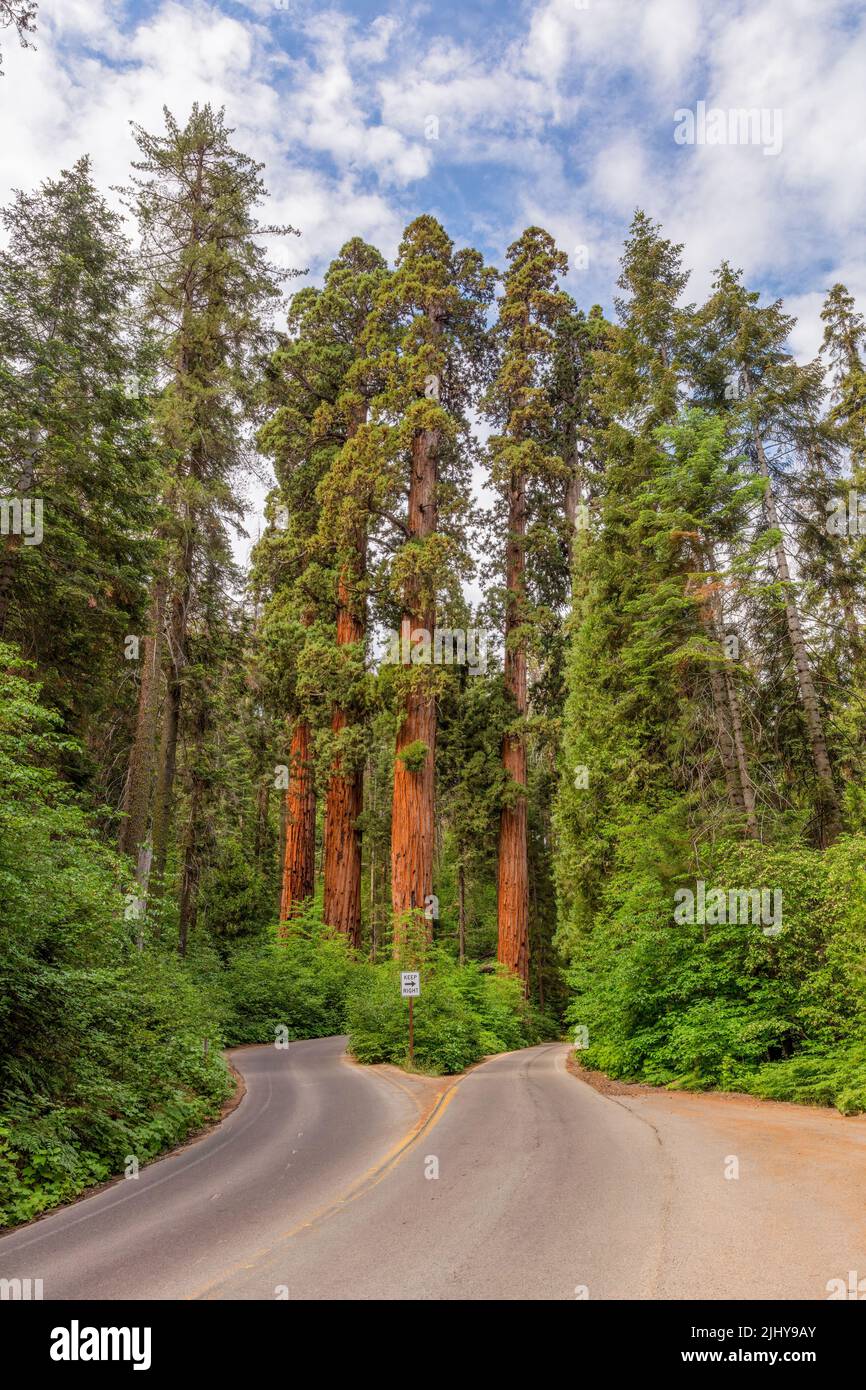Sequoia gigante (sequoiadendron giganteum) alberi lungo la Generals Highway, Sequoia National Park, California Foto Stock