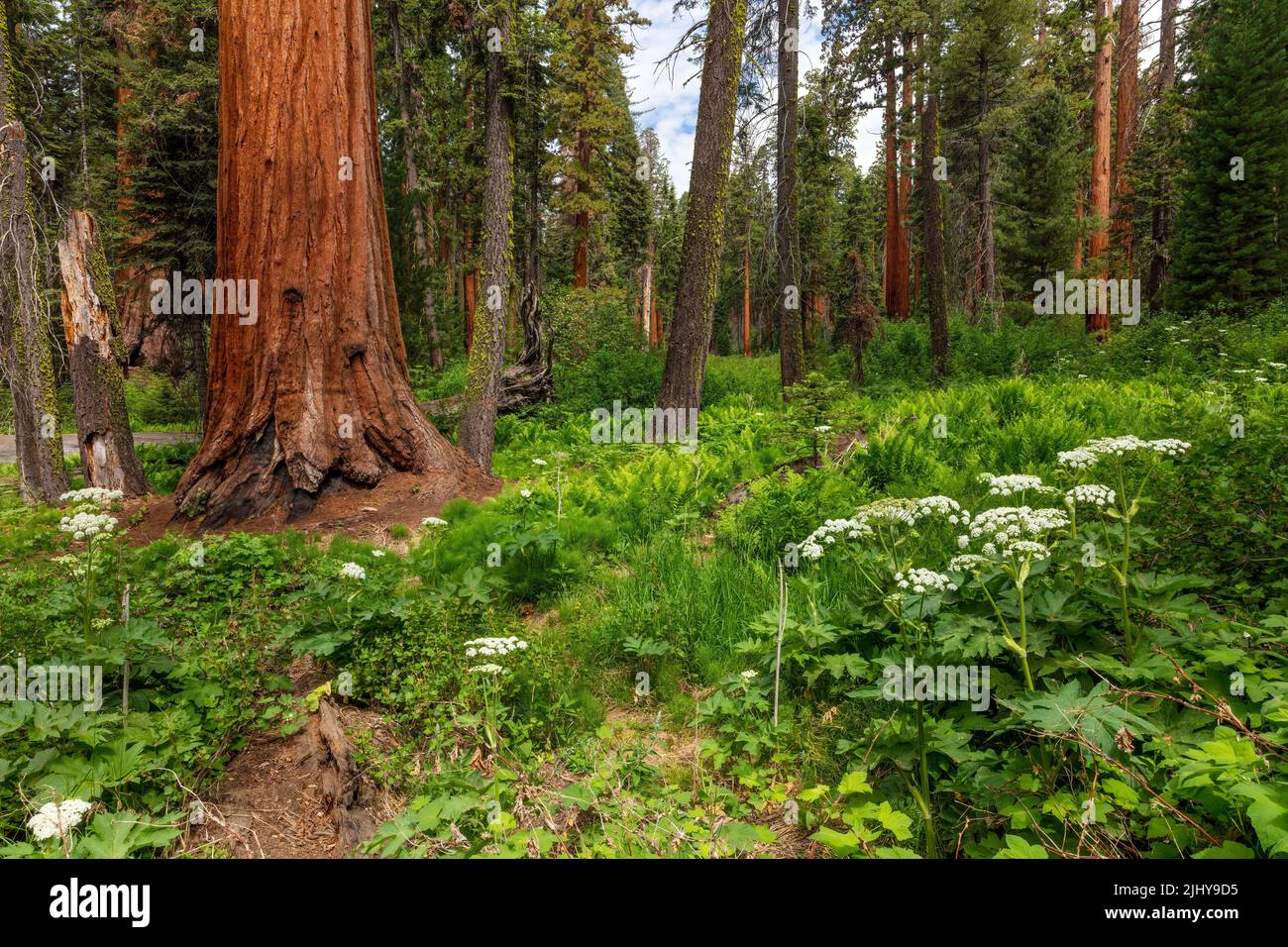 Crescent Meadow all'inizio dell'estate, Sequoia National Park, California Foto Stock