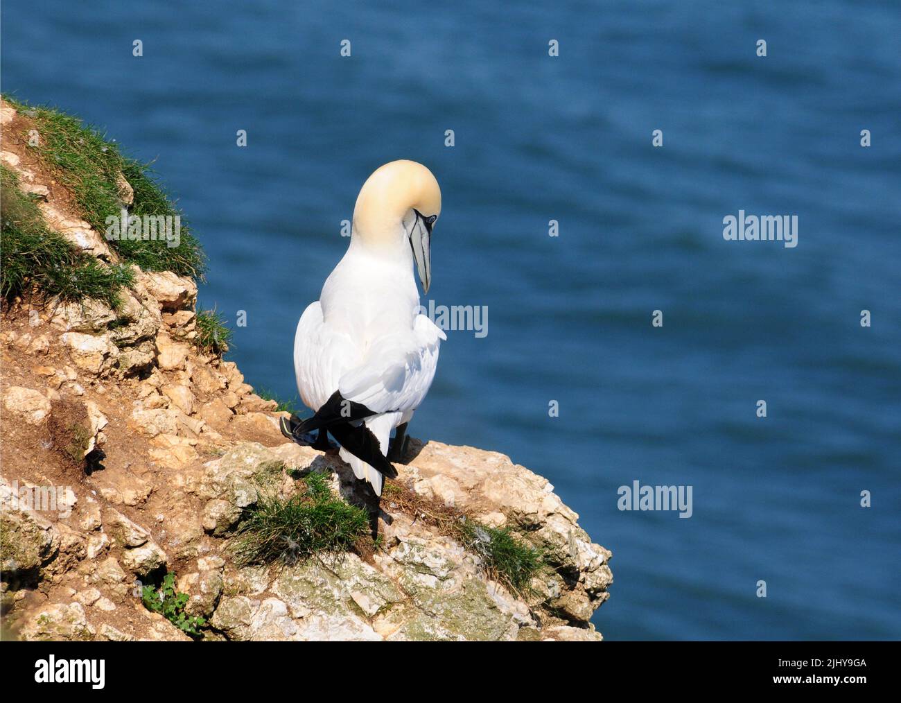 Gannet arroccato sulla scogliera. Foto Stock