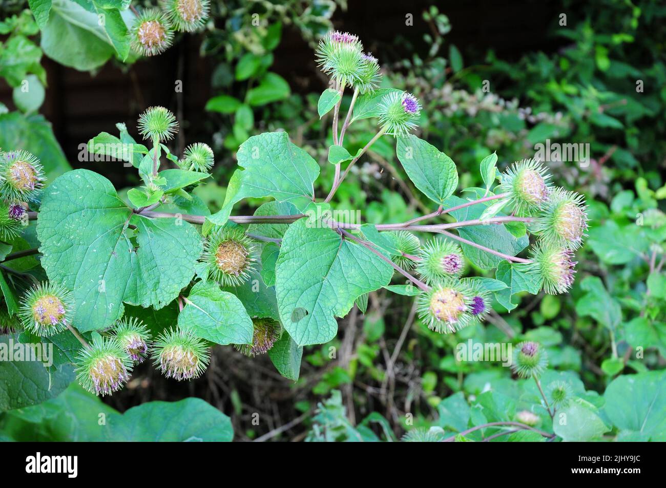 Fiori, teste di seme un foglie di Burdock. Foto Stock