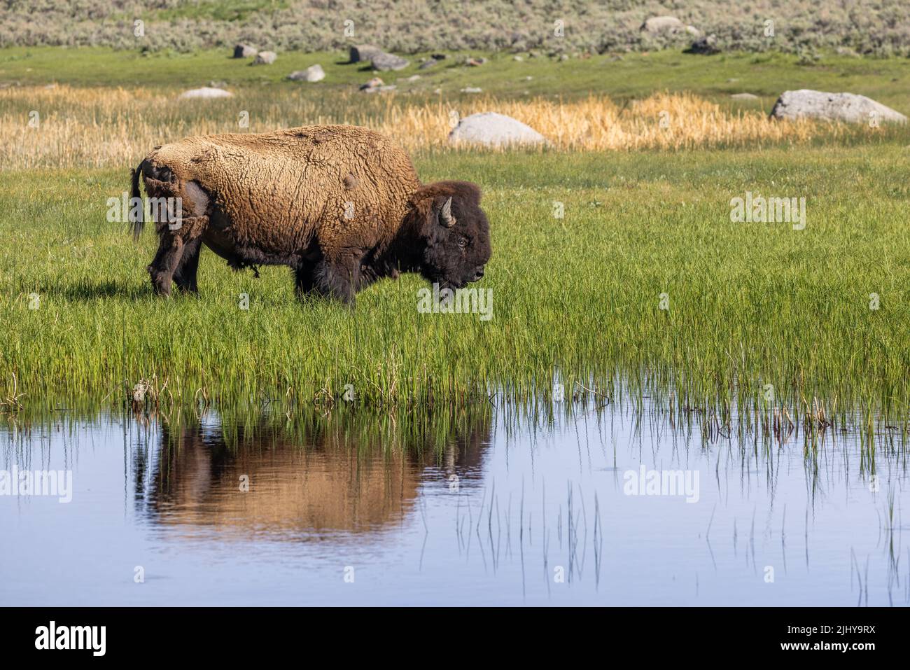 American Bison (Bison bison) riflesso in uno stagno in primavera, parco nazionale di Yellowstone, Wyoming Foto Stock