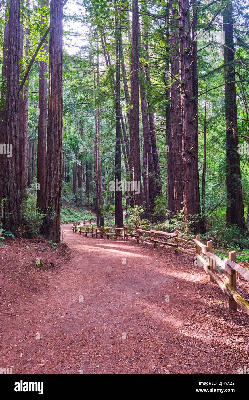 Uno dei sentieri tranquilli e tortuosi, sentieri per escursioni a piedi nella foresta, boschi. Al Redwood Regional Park di Oakland, California. Foto Stock