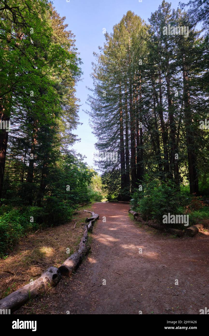 Uno dei sentieri tranquilli e tortuosi, sentieri per escursioni a piedi nella foresta, boschi. Al Redwood Regional Park di Oakland, California. Foto Stock