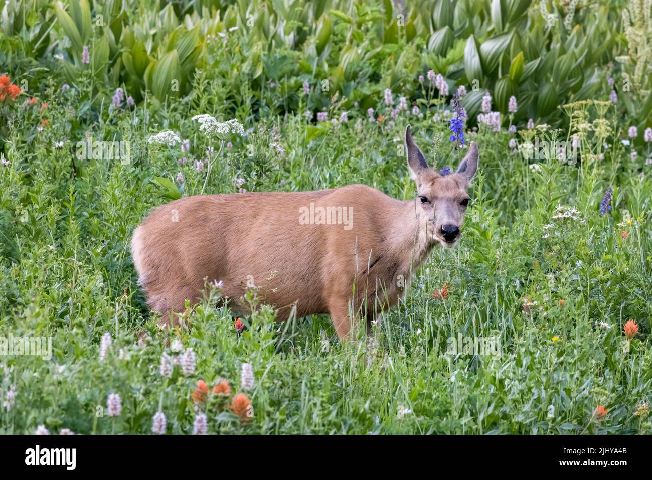 Mulo cervi in un prato nel bacino di Albion, Little Cottonwood Canyon, Wasatch Mountains, Utah Foto Stock