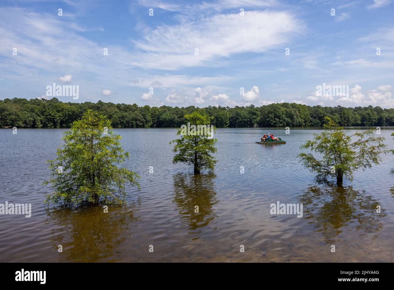 Stand di alberi di baldcipresso (Taxodium distichum) in acqua, Trap Pond State Park, Delaware Foto Stock