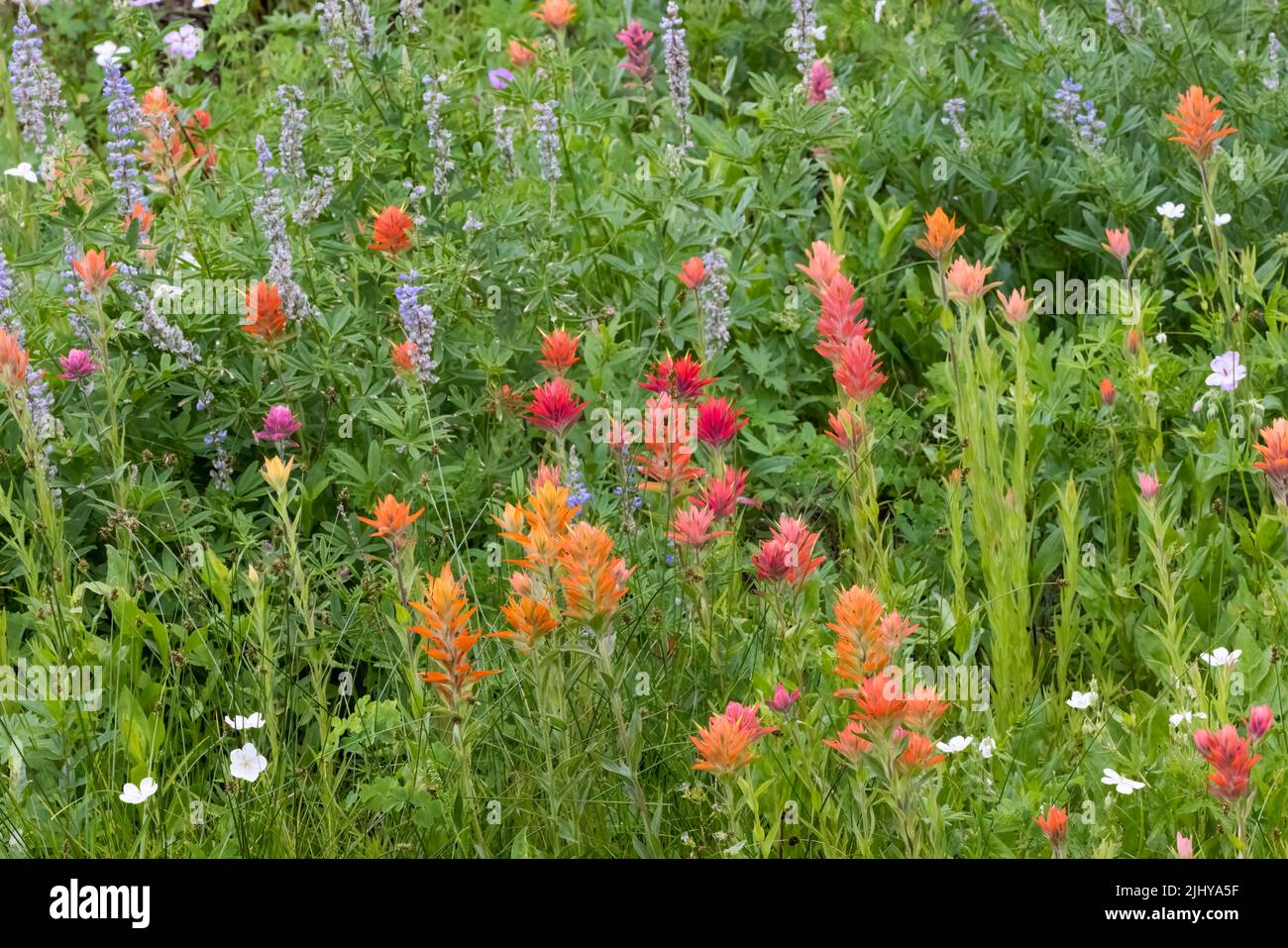 Pennello indiano e lupino, Albion Basin, Little Cottonwood Canyon, Wasatch Mountains, Utah Foto Stock