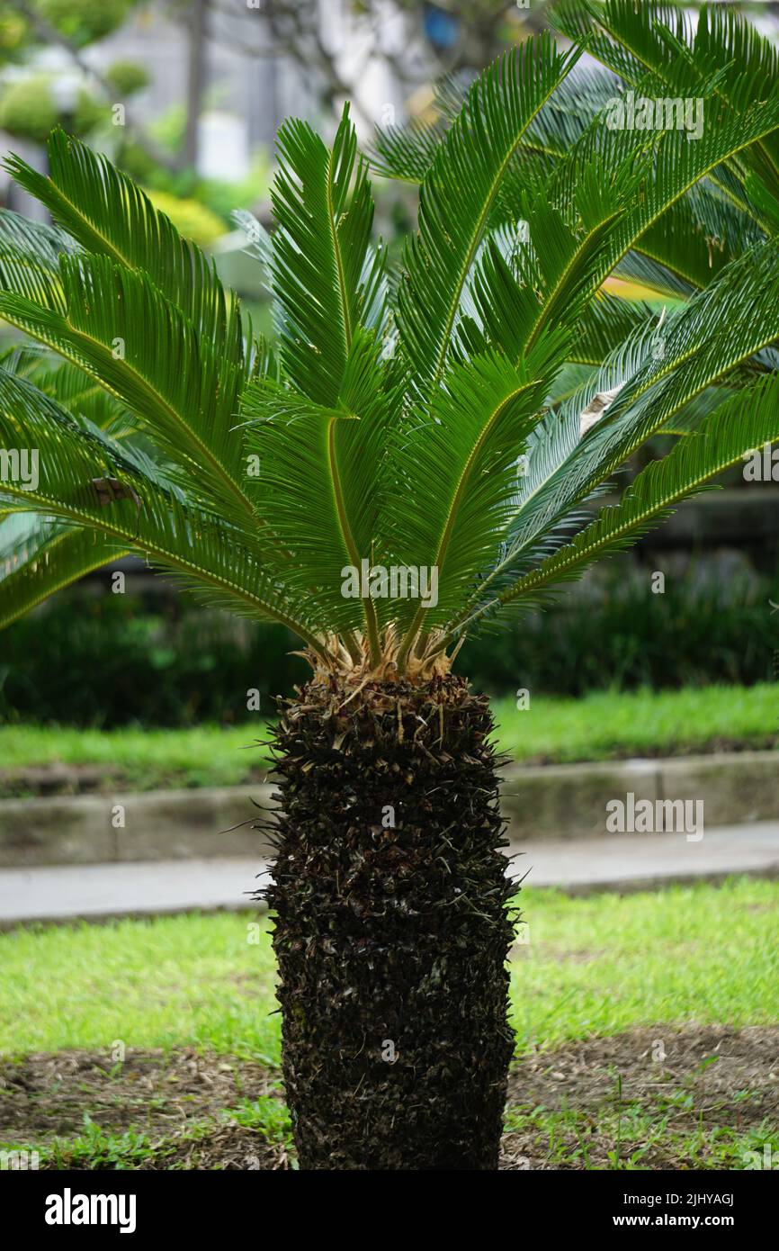 Cycas revoluta (pakis haji, Cycas revoluta, Sotetsu, palma di sago, re sago, Cycad di sago, palma di sago giapponese) in giardino Foto Stock