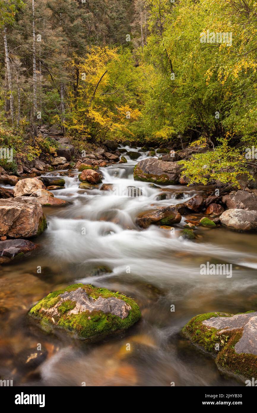 Big Cottonwood Creek in autunno, Wasatch National Forest, Wasatch Mountains, Utah Foto Stock