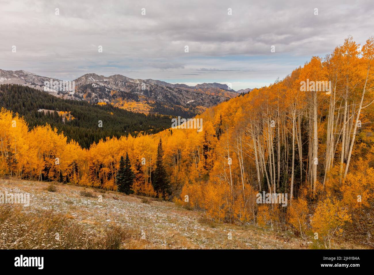 In autunno, il Big Cottonwood Canyon, le Wasatch Mountains, Utah Foto Stock